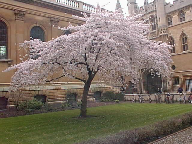 Cambridge